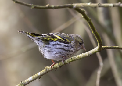 Siskin, female.