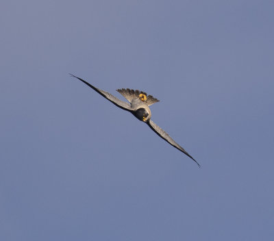 Peregrine.