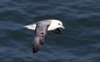 Fulmar.