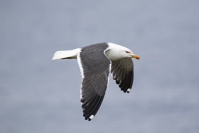 Lesser-black back gull.