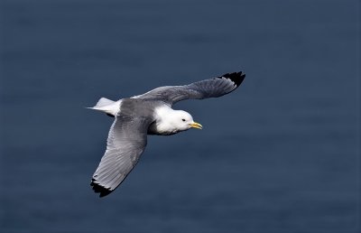 Kittiwake.