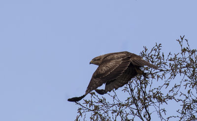 Buzzard.