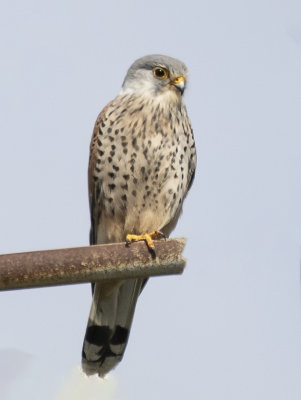 Kestrel, male.
