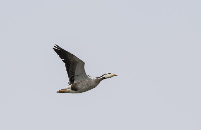Bar-headed Goose