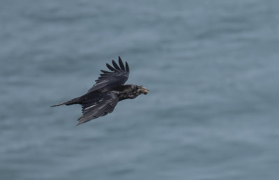 Raven.