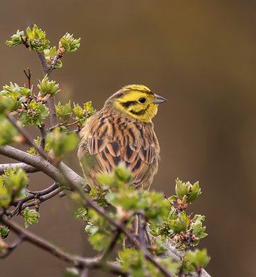 Yellowhammer.
