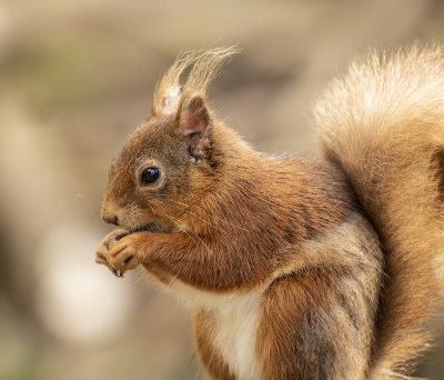 Red Squirrel.