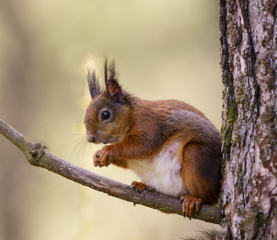 Red Squirrel.