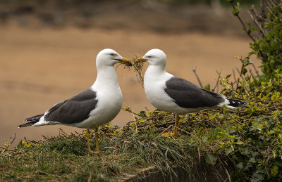 Lesser-black backed Gull.