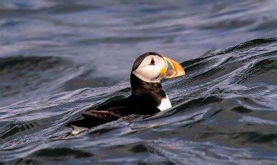 Puffin.