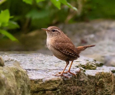 Wren.