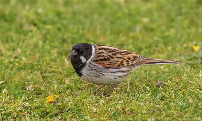 Reed Bunting.