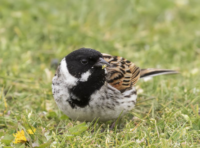 Reed Bunting.