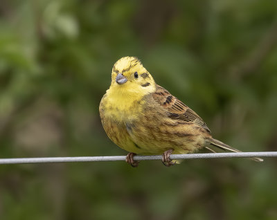Yellowhammer. (male).