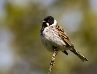 Reed Bunting.