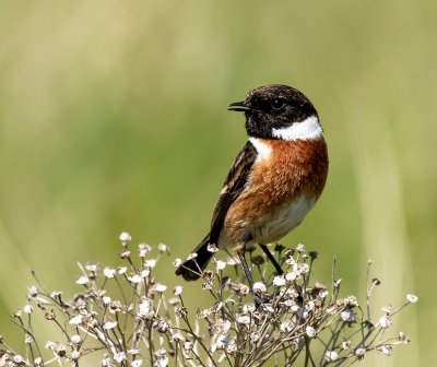 Stonechat, male.