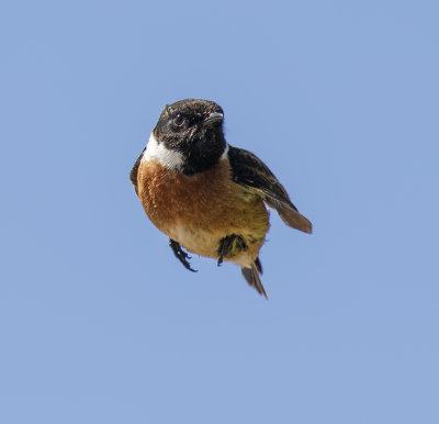 Stonechat.