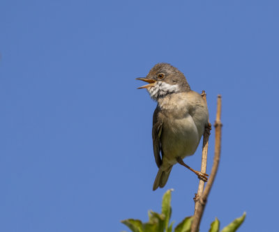 Whitethroat.