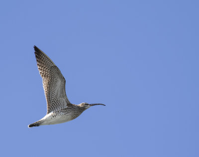 Whimbrel.