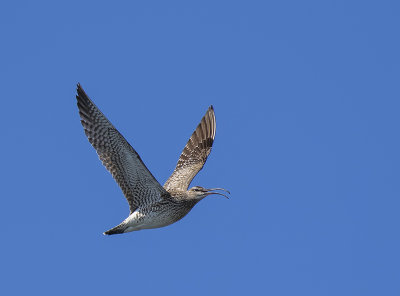 Whimbrel.