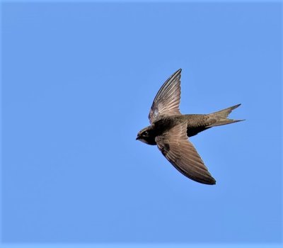 Common Swift.