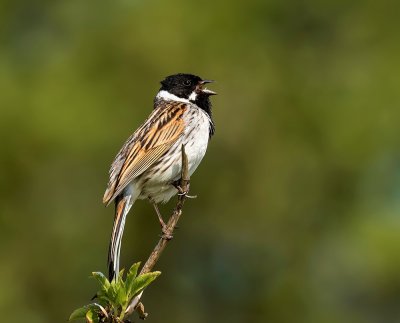 Reed Bunting.