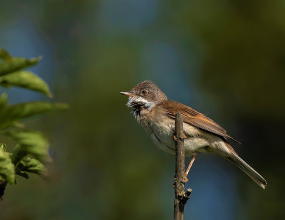 Whitethroat.