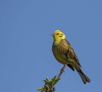Yellowhammer.