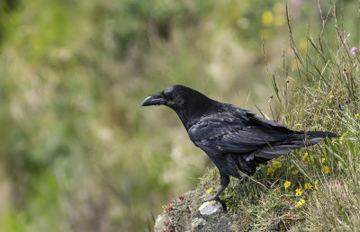 Raven. 