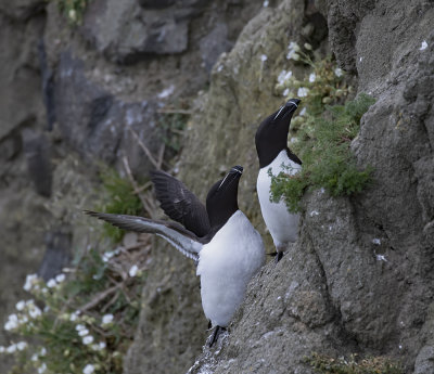 Razorbill.