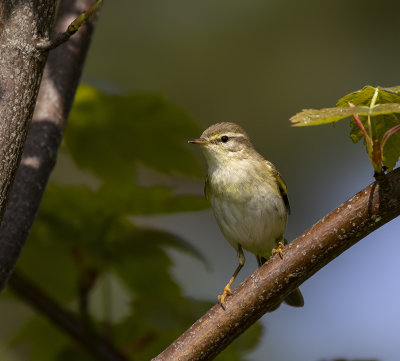 Willow Warbler.