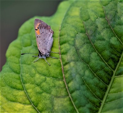 Small copper.