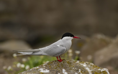 Arctic tern.