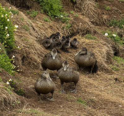 A good example of the Auntie system Eider ducks use, groups of females will join together to assist in protecting the ducklings which themselves may be from more than one brood. 