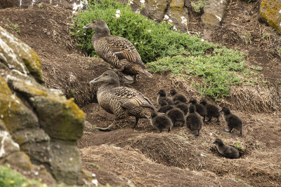 Then just to confuse matters they headed of uphill away from the sea !!.