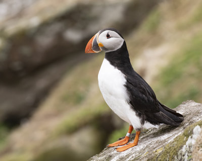 Atlantic Puffin.