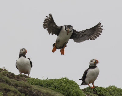 Puffin.