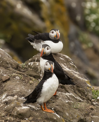 Puffin.