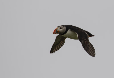 Puffin.