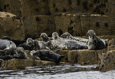 Grey Seals.