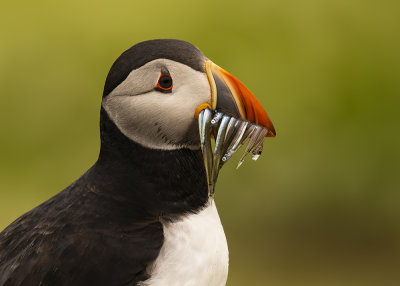 Puffin with sand eels.