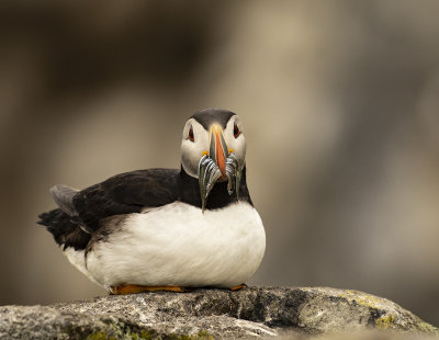 Puffin. 