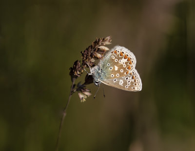 Common Blue butterfly,(Male).