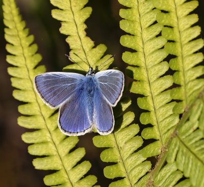 Common Blue butterfly,(Male).