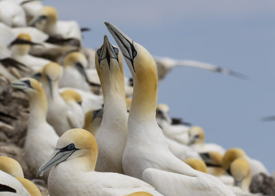 Northern Gannets