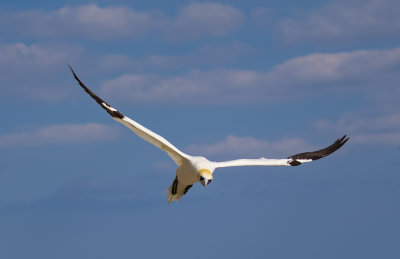 Northern Gannet.
