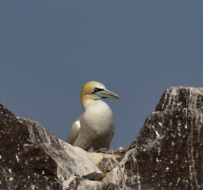 Gannet.