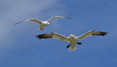 Gannet and herring gull.