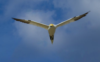 Gannet.