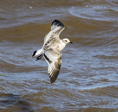 Juvenile Mediterranean gull.